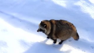 雪の中を不器用に歩くタヌキの動画が愛らしい 実は犬みたいに可愛いタヌキについて紹介 エンホミア