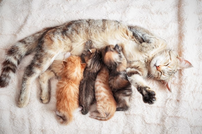 猫に育てられるタヌキの赤ちゃん 種族を超える猫の母性が凄い エンホミア